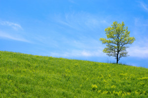 bigstock-Oak-tree-in-the-grassy-plain-34835153